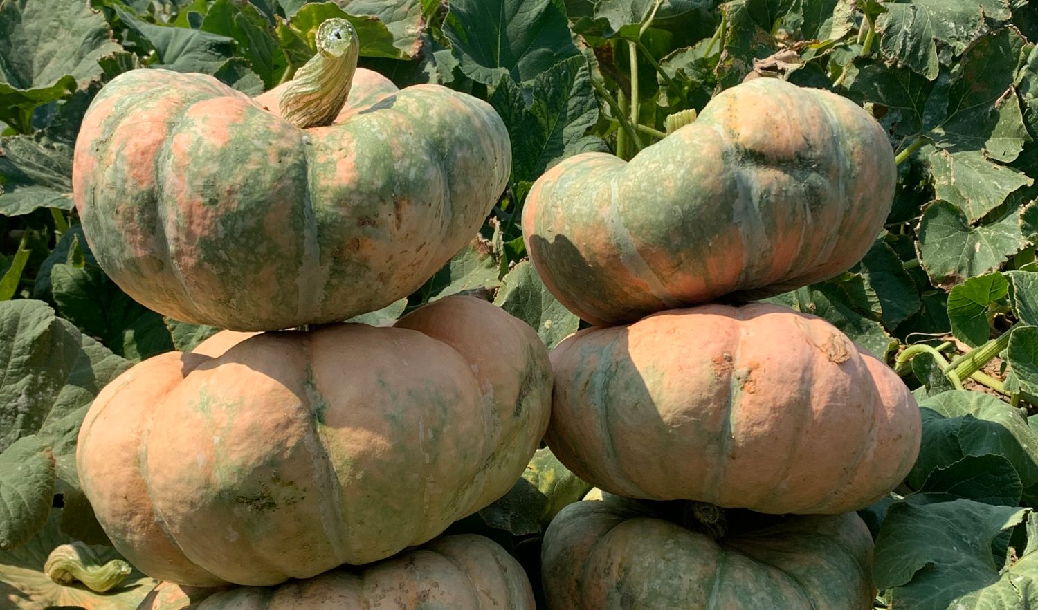 SUN UP PUMPKIN FLOUR 500G (12) 295/=